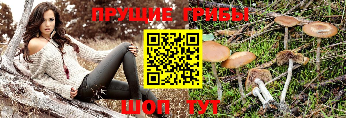 Псилоцибиновые грибы Cubensis Кандалакша